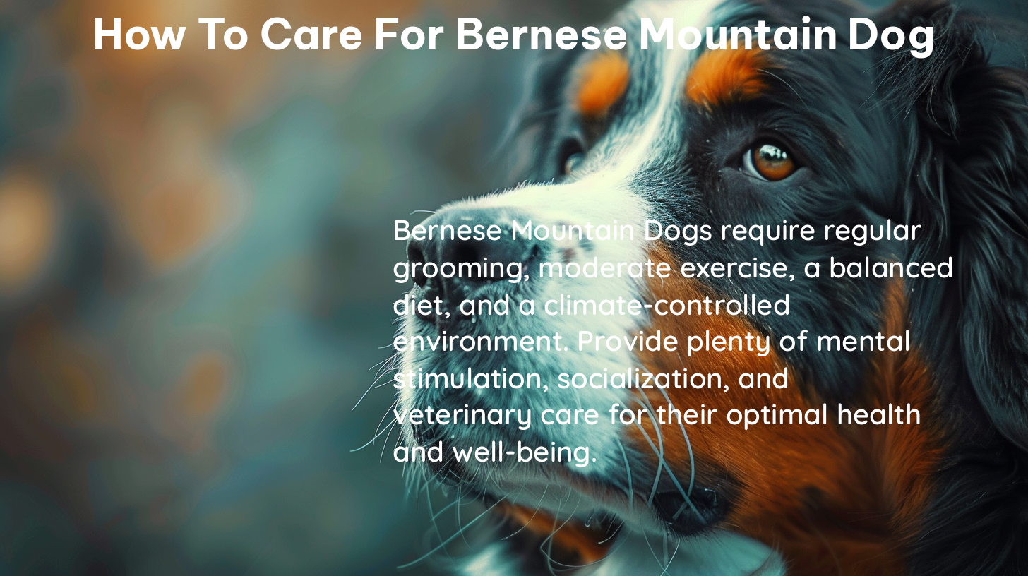 how to care for bernese mountain dog