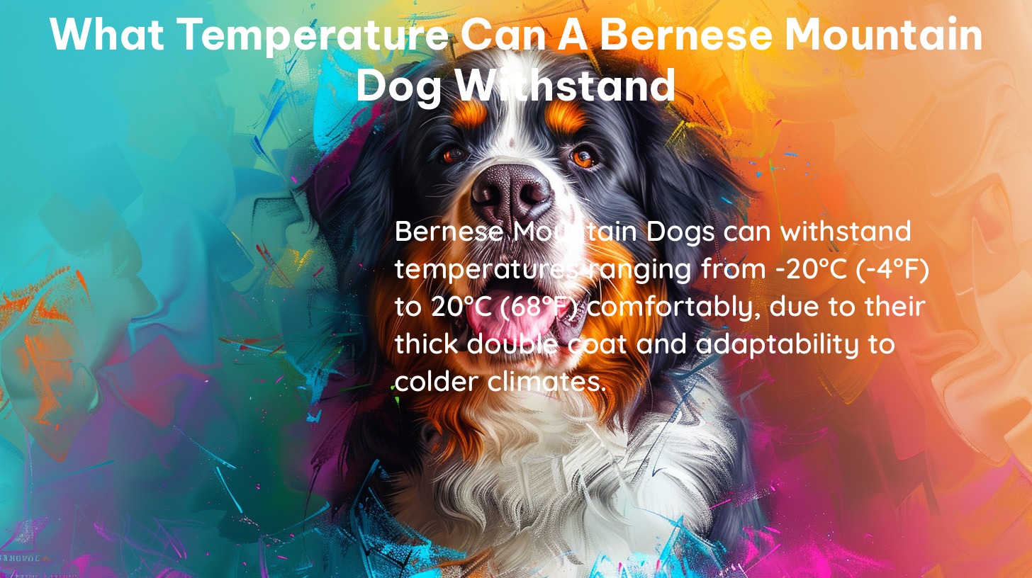 what temperature can a bernese mountain dog withstand